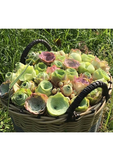 10 Adet Greenovia Dodrentalis Succulent Tohumu