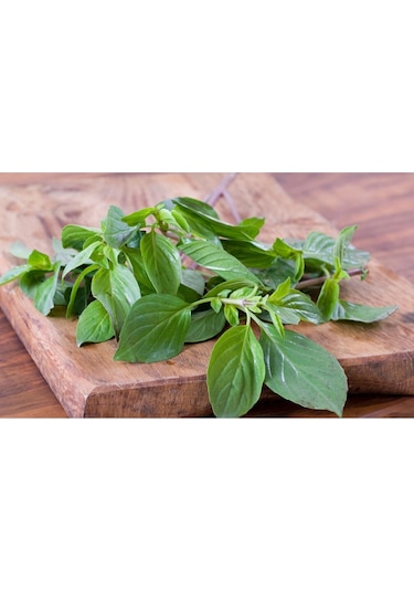 Tayvan Fesleğen Tohumu Thai Basil
