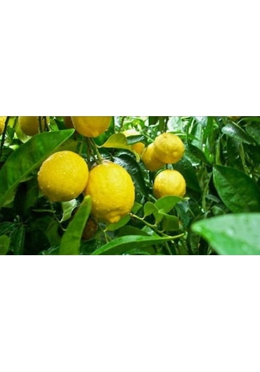 Tüplü Aşılı Kütdiken Limon Fidanı 2 Yaş 120-150 Cm