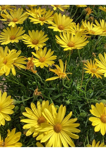 Çeşme Papatyası Sarı Renkli 20 40 Cm 1 Adet Saksılı Canlı Bitki Osteospermum
