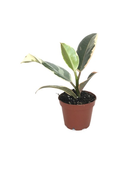 Ficus Elastica 'Tineke' Kauçuk Çiçeği Ø5.5 Cm H0-10 Cm