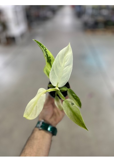 Philodendron 'jose Buono'