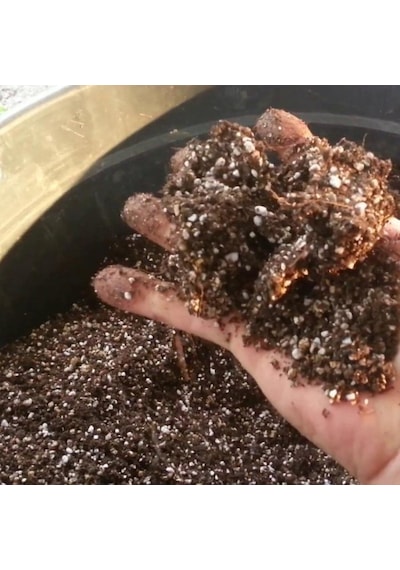 Bluberry Yaban Mersini Toprağı 30 Litre