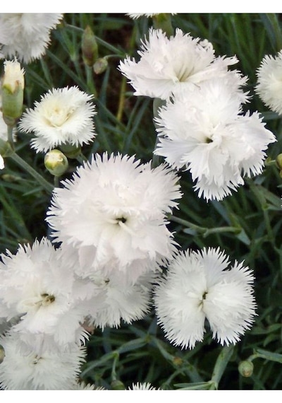 Yoğun Kokulu Beyaz Karanfil Çiçeği 1 Adet Saksılı 40-60cm Dianthus Caryophyllus
