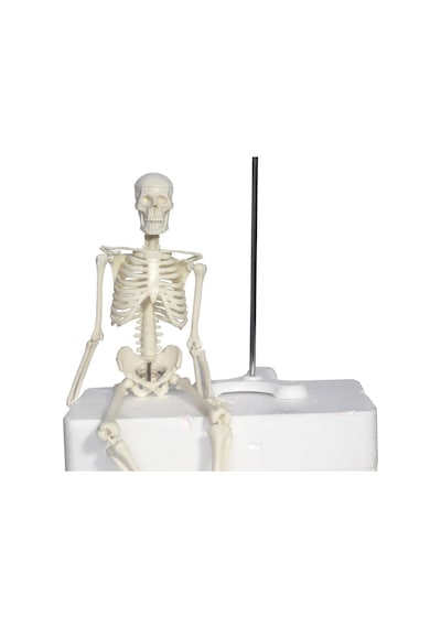 Tam İskelet Maketi 45 CM Model 4