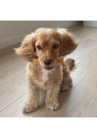 Kito Dana İnce Sinir Çiğnemelik Doğal Glutensiz Organik Köpek Ödül Maması 100 G