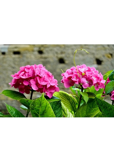 Canlı Ortanca Çiçeği Fidanı-pembe Renk 10-20 Cm