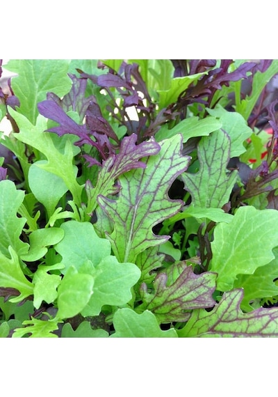 Şifalı Baharlı Salata Tohum Karışımı