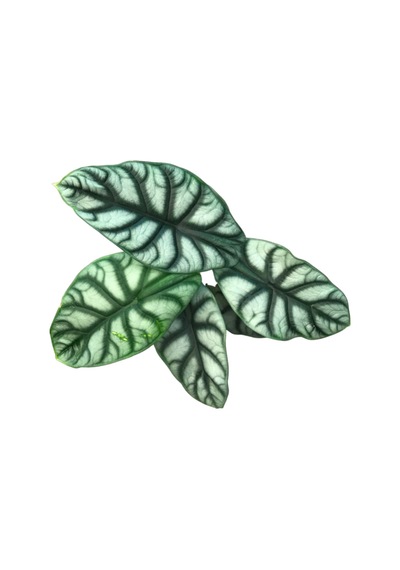 Alocasia Baginda 'Silver Dragon' Fil Kulağı Ø14 Cm 30-35 Cm