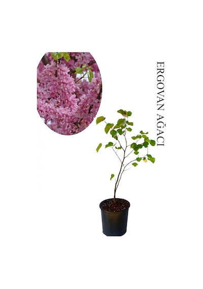 Pembe Renk Erguvan Ağacı 1 Adet Saksılı/tüplü 50-70 Cm Bahçe Ağacı