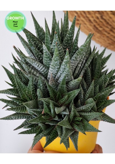 Haworthia Fasciata 1 Adet
