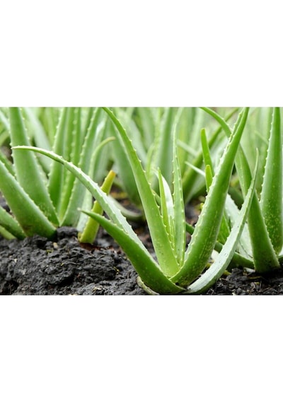 Alovera Çiçeği Fidanı 30-50cm Saksılı Çiçekli Bodur Bitkiler Aloe Barbadensis Miller