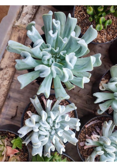 Videolu Sukulent Echeveria Runyonii Topsy Turvy Bitkisi 1 Adet Saksılı 5-10cm Salon Bitkisi