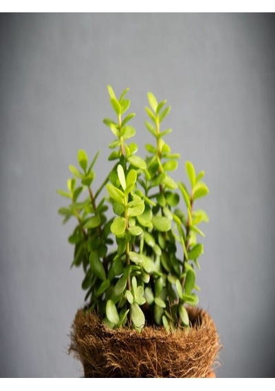 Serada Decor Plant 2'li Set Crassula Portulacaria Afra Succulent Sempervivum Sukulent Dolgun Formlu