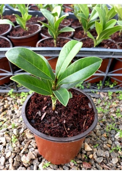 Manolya Magnolia Grandiflora