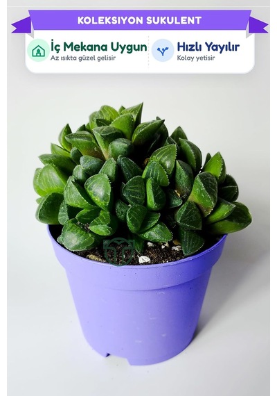 Haworthia Retusa Canlı Sukulent Ev Bitkisi 8.5 Cm Saksıda