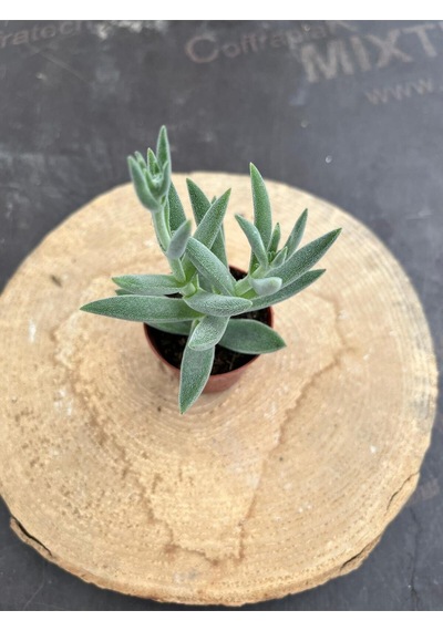 Crassula Mesembryanthemoides Succulent Tüylü Çiçek Açan Sukulent Saksı Hediyeli