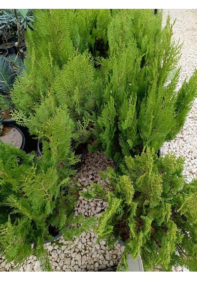 Mazı Çam Agacı 40/60 Cm Ardıçgillerden