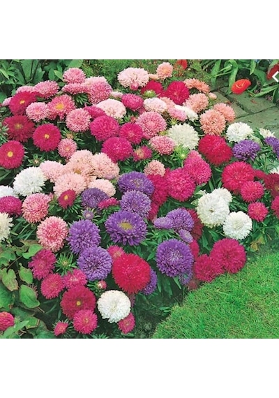 Dona Dayanıklı Pompon Yellow Aster Çiçeği Tohumu 50 Tohum