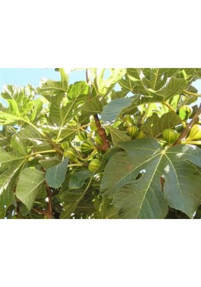 Bahçevilya Sarı-yeşil Çizgili Çilek Aromalı İncir Ağacı Fidanı