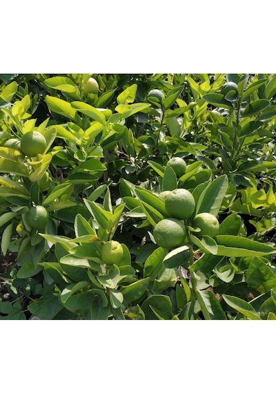 LİME MİSKET LİMON FİDANI - Limequat