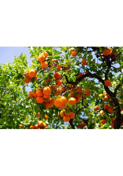 MANDALİNA FİDANI (Satsuma) 3 ADET - 3 YAŞ AŞILI ve TÜPLÜ 100-150