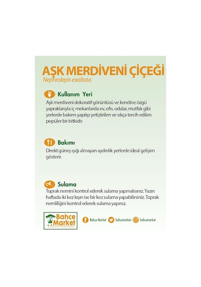 Aşk Merdiveni Çiçeği Yeşil