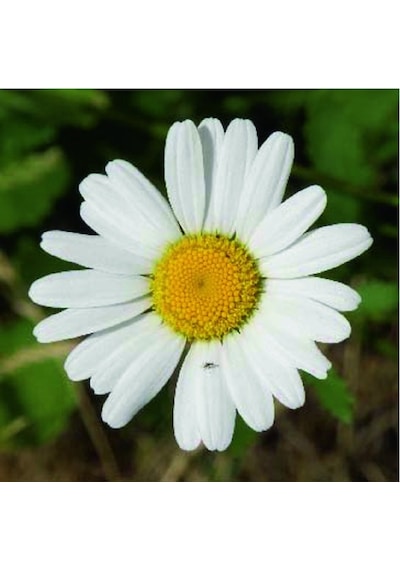 Dağ Papatya