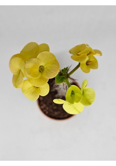 Euphorbia Milii Sarı Çiçek Açan Kaktüs 5,5cm Saksılı-9007685868674