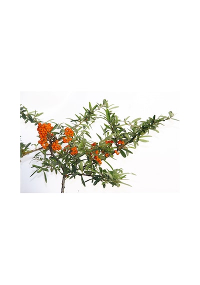 Bonsaı Ateş Dikeni Pyracantha Coccinea 3 Adet