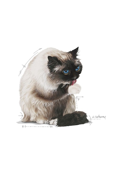 Royal Canin Hairball Care Kedi Maması  2 Kg