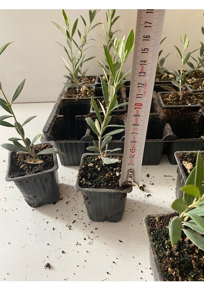 Nikah Düğün Organizasyon İçin Hediyelik Mini Saksıda Zeytin Fidanı 50adet