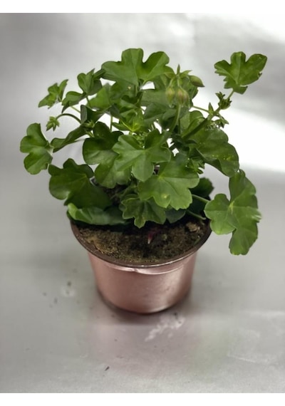 Karışık Renk Sardunya Saksılı 10-20 Cm
