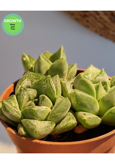 Haworthia Cymbiformis Sukulent 1 Adet