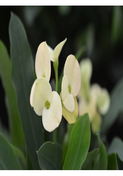Serada Decor Plant Euphorbia Milii White Dikenler Tacı Beyaz Ev Ofis Salon Iç Mekan Bitkisi - 25 Cm