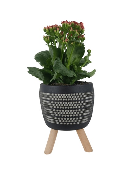 Kırmızı Kalanşo Siyah Damla Saksıda  Kalanchoe