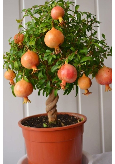 Bodur Süs Narı Fidanı 25 -30 Cm Saksılı Çiçekli Bodur Bitkiler Pomegranate
