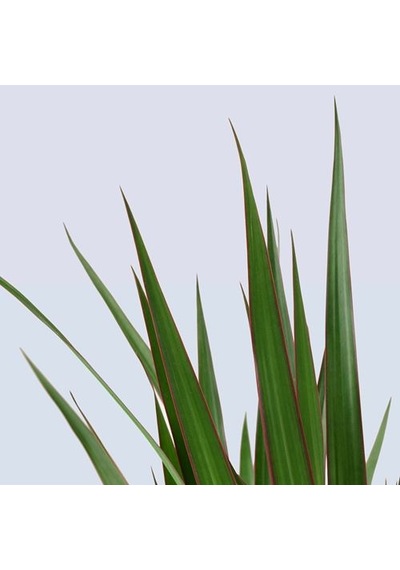 Ikea Dracaena Margınata Canlı Bitki, Yeşil, 19 Cm, 2 Dal Dragon Ağacı
