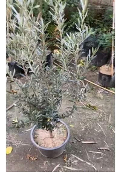 Videolu 10'lu Zeytin Fidanı 30-40 Cm Tüplü Iç Mekan Bitkileri Olive Sapling