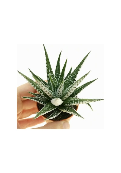 Haworthia Fasciata Zebra  15 Adet