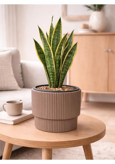 Omnipazar So-vgs2 Vega Modern Plastik Saksı Takımı İç Kovalı 20 Litre No:2 Mocha