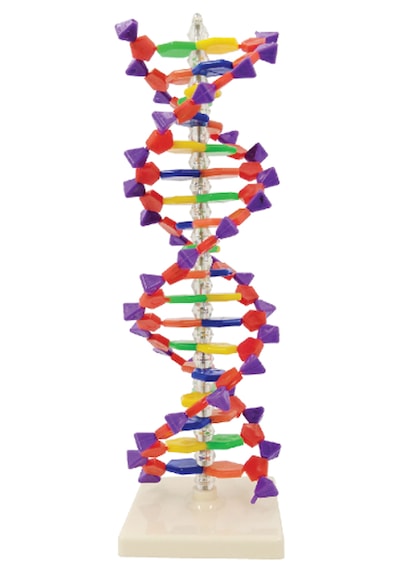 Çift Sarmal Dna Modeli 24 Baz Çifti, 2 Dönüş - Dna Modeli - Dna Maketi 01