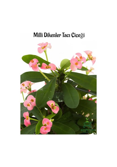 Pembe Dikenler Tacı Kaktüsü 1 Adet 15-25cm Euphorbia Milii