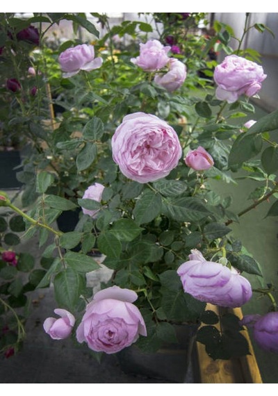 Videolu Yediveren Kırmızı Beyaz Lila Çeşitli 3 Adet 25 60 Cm Saksılı/tüplü Red LWhite Rose