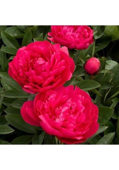 Peonies Festiva Maxima Red Şakayık Çiçeği Yumrusu 1 Adet N11.348