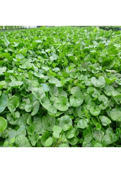 Fare Kulağı Çim Tohumu - Dichondra Repens 1 Kg