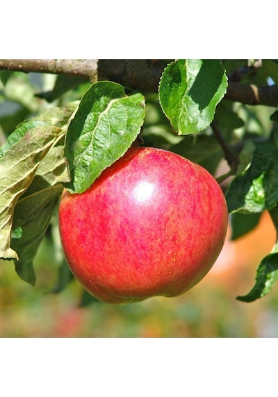 Tüplü Aşılı Verimli Yazlık Yarı Bodur Summer Red Elma Fidanı