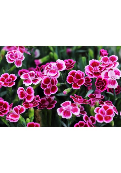 Çin Karanfili Dianthus Sinensis Pembe 5 Adet