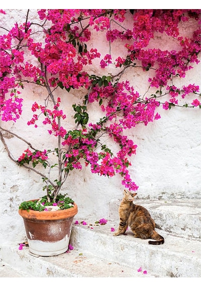 Pembe Begonvil 50 70 Cm 1 Adet Saksılı/ Tüplü Çiçekli Bitki Bougainvillea