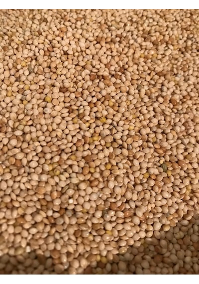 Ak Darı Beyaz Darı Sade Muhabbet Kuşu Yemi 5 KG